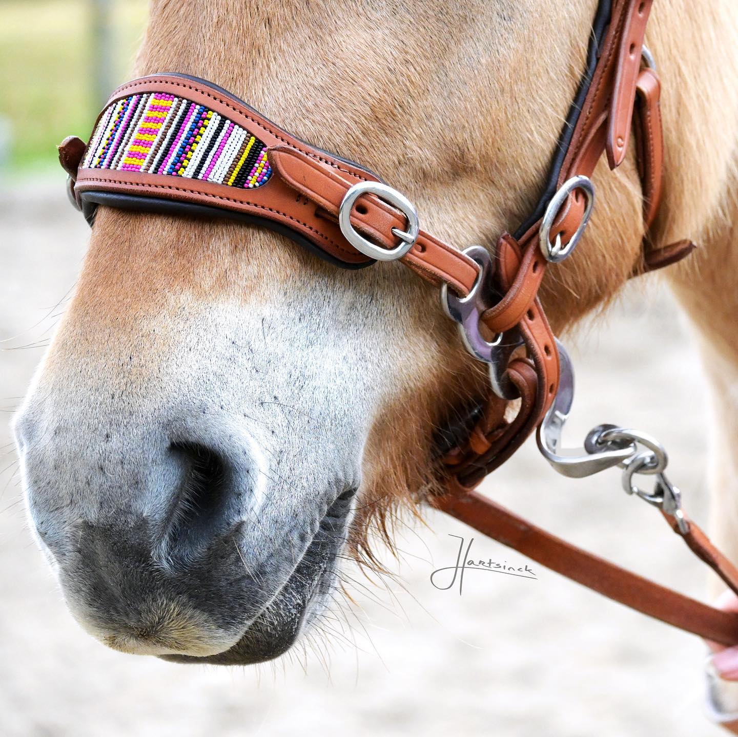 Bridle Anatomical, Edix© Brightstar, Black Fluolines - 3