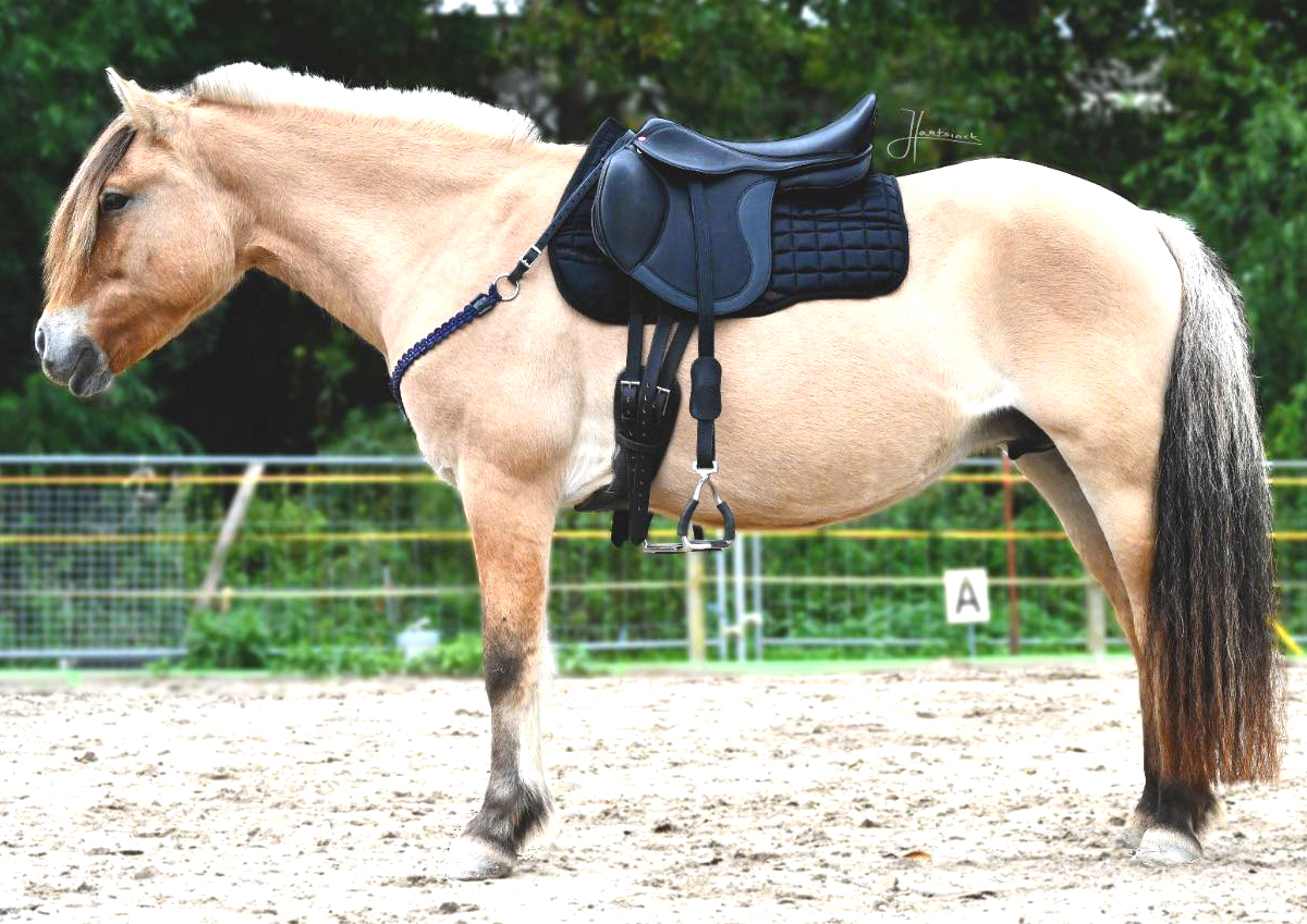 Necklace / cordeo Edix© Aisha, navy blue - 2