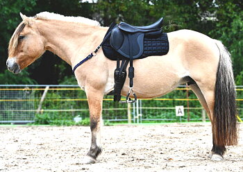 Halsring  / cordeo Edix© Aisha, marinblå