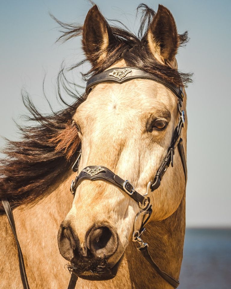 Hackamore line F.R.A® 'Imperial' with handles and reins, black - 3