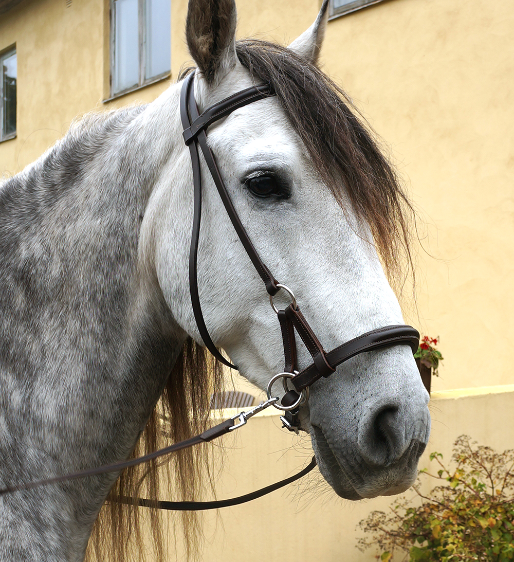 F.R.A® Pardoes Sidepull inkl. tyglar (mini-shettis upp till full), svart - 3
