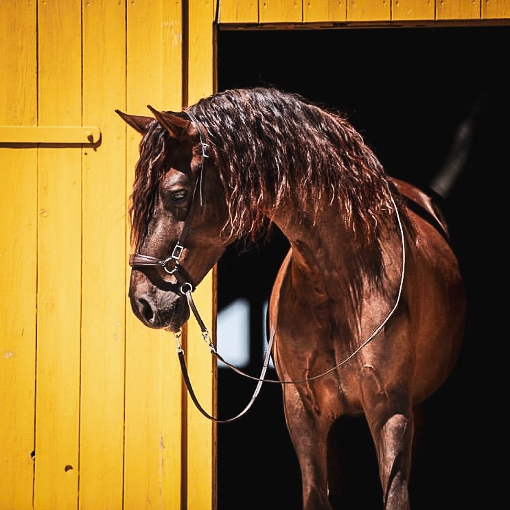 Bitless Bridle Quick Release (Crossunder) F.R.A® Lami nosdel - 10