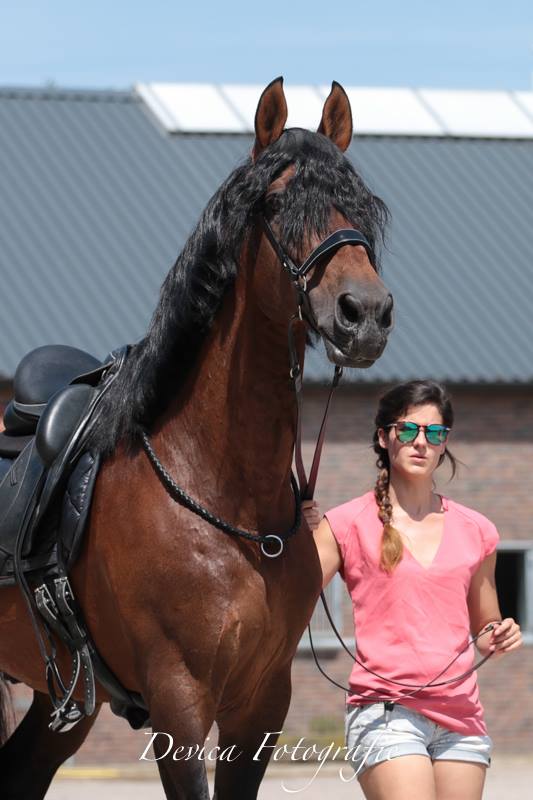 Bitless Bridle Quick Release (Crossunder) F.R.A® Lami nosdel - 8