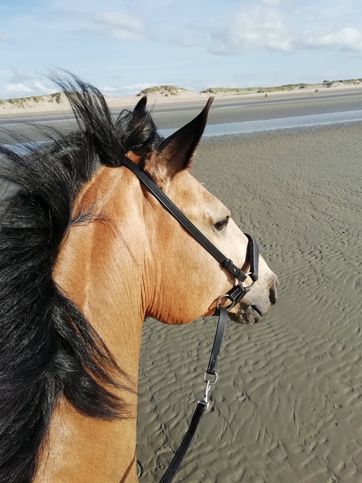 Bitless Bridle Quick Release (Crossunder) F.R.A® Lami nosdel - 7