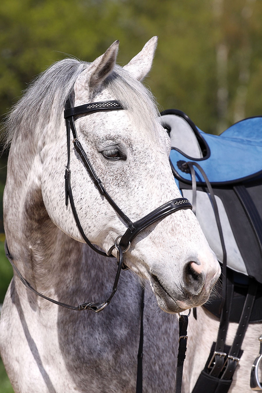 Barefoot® Bitless Bridle Contour Jewel