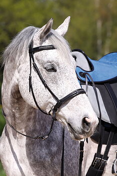 Barefoot® Bitless Bridle Contour Jewel