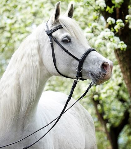 Barefoot® Bitless Bridle Contour Jewel - 7