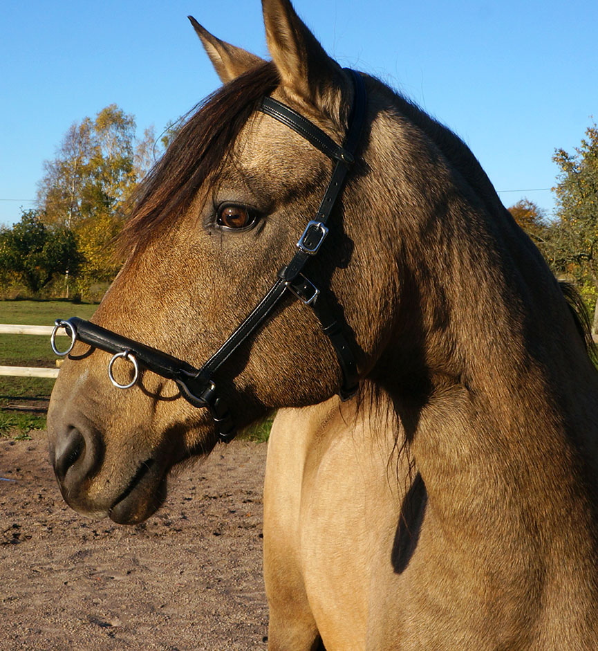 Globus Kapson Classic, 3 ringar, svart eller brun - 4