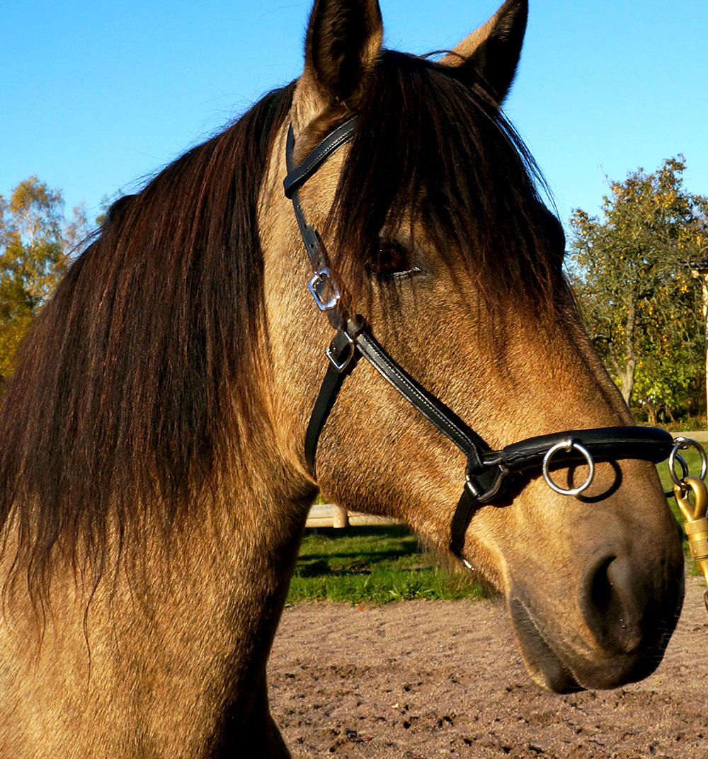 Globus Kapson Classic, 3 ringar, svart eller brun - 5