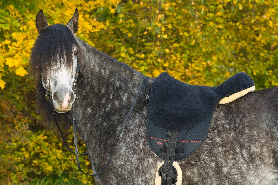 Horsedream® Basic Plus - Shetland (choose from three colors) - 6