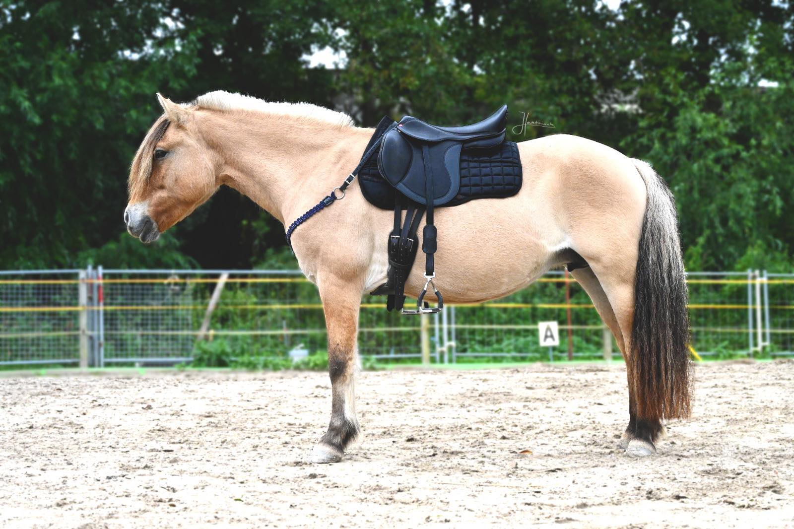 Halsring / cordeo Edix© Aisha, burgundy - 8