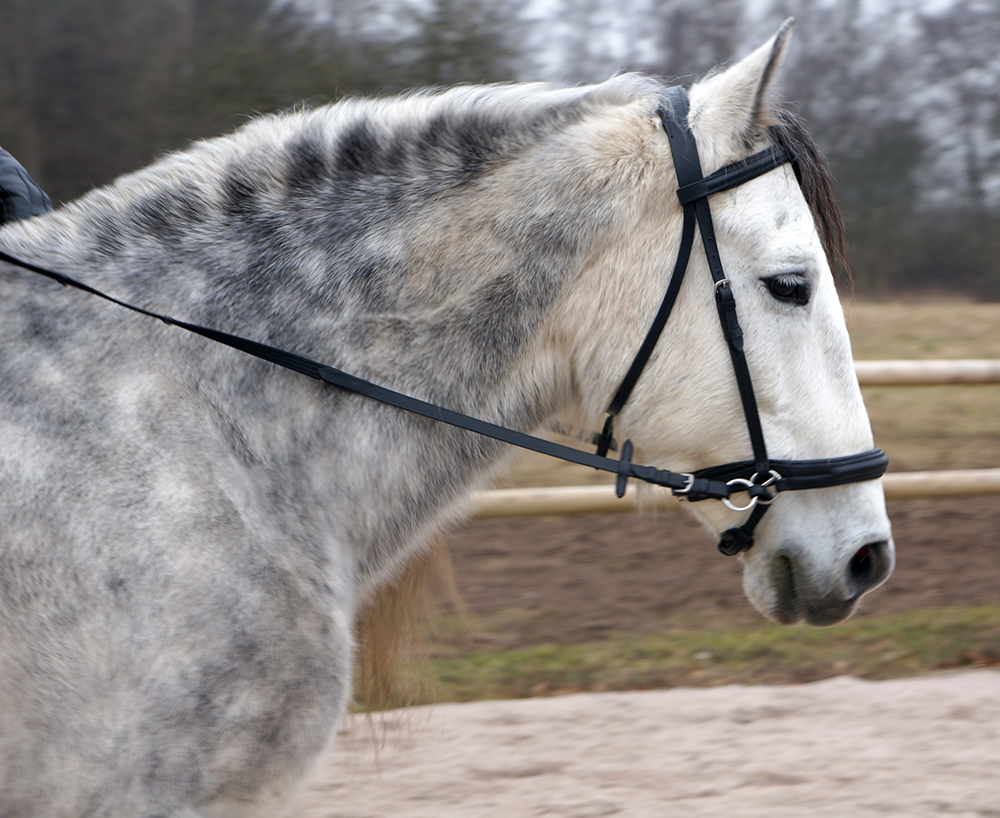 Bitless Sidepull ScawBrig inkl. tyglar (ponny upp till X-Full!) - 11