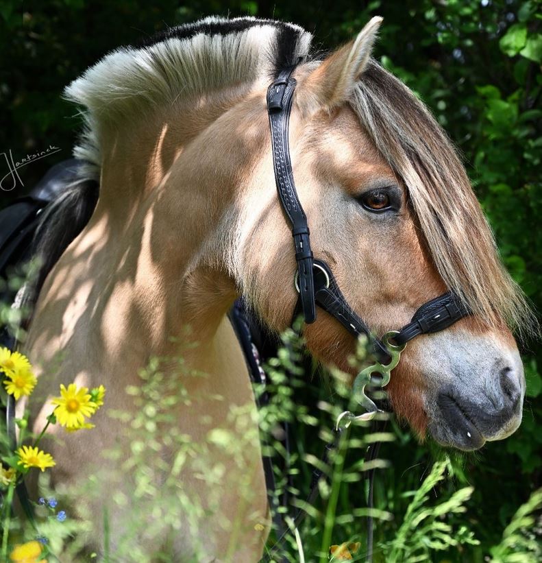 Hackamore bridle Edix© Q-Jazz Anatomical  - 6