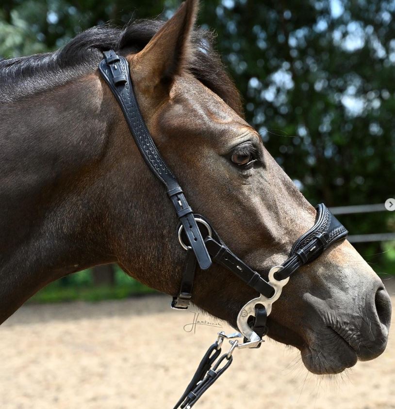 Hackamore bridle Edix© Q-Jazz Anatomical  - 3