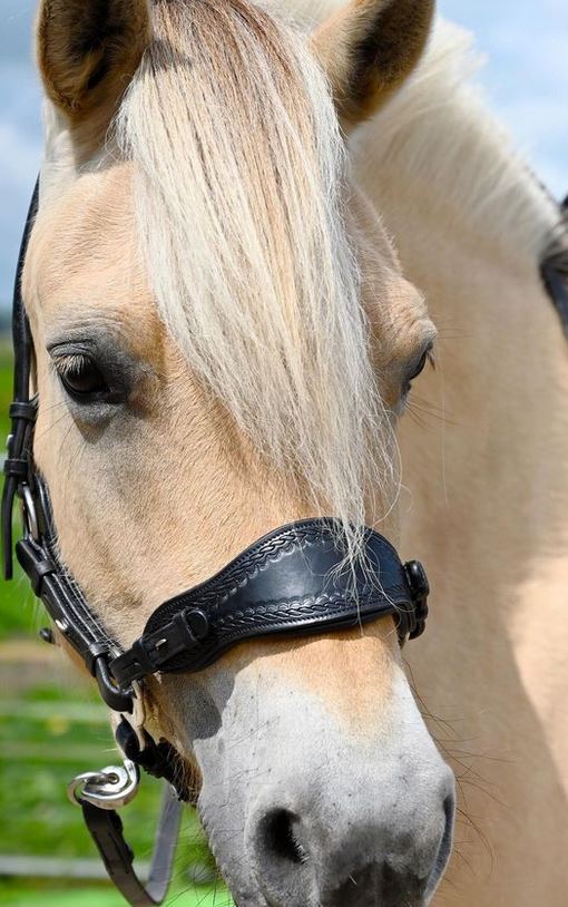 Hackamore bridle Edix© Q-Jazz Anatomical  - 8