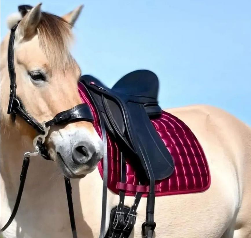 Hackamore bridle Edix© Q-Jazz Anatomical  - 7