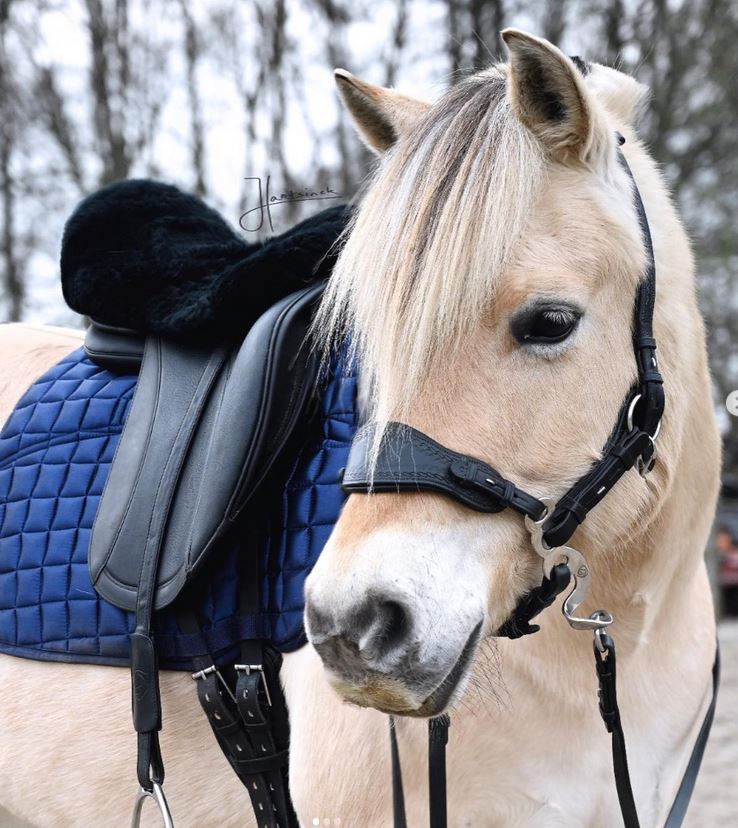 Hackamore bridle Edix© Q-Jazz Anatomical  - 9