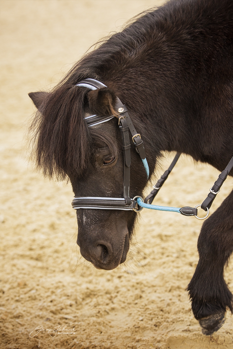 Barefoot® Bitless Bridle Bellis Ponny, ljusblå - 3