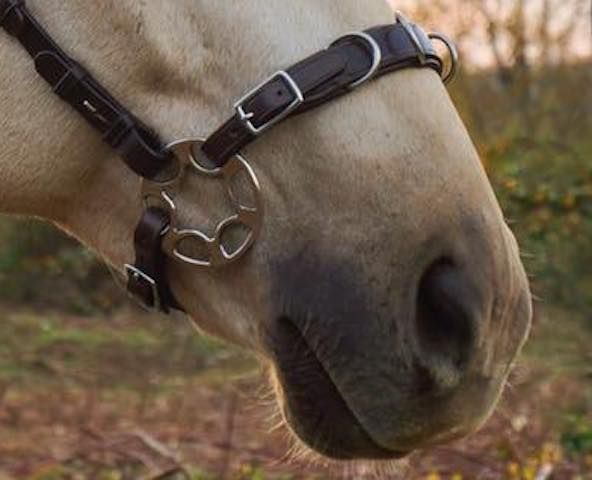 Cavemore bridle F.R.A® 'Caval' (complete) - 8