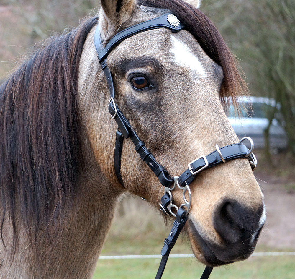 Cavemore bridle F.R.A® 'Caval' (complete) - 4
