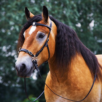 Cavemoreträns F.R.A® 'Caval' med skänklar och tyglar