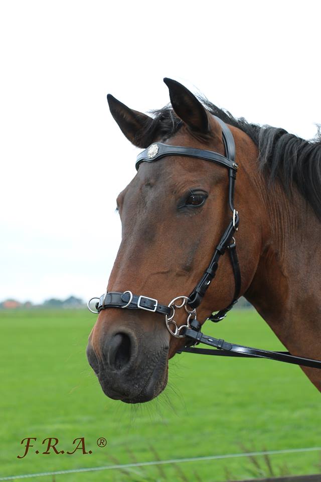Cavemore bridle F.R.A® 'Caval' (complete) - 3