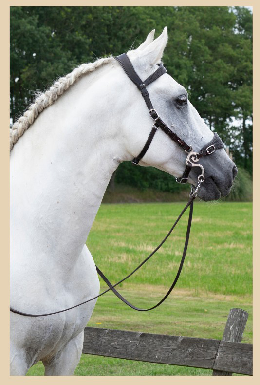 Hackamore bridle F.R.A® 'Fiore' with shanks and rein, black - 5