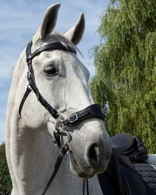 Hackamore bridle F.R.A® 'Fiore' with shanks and rein, black - 6