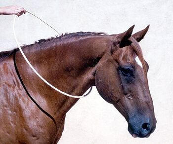 Linda Tellington-Jones Neckring