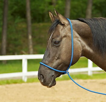 Multifunction halter 3-in-1