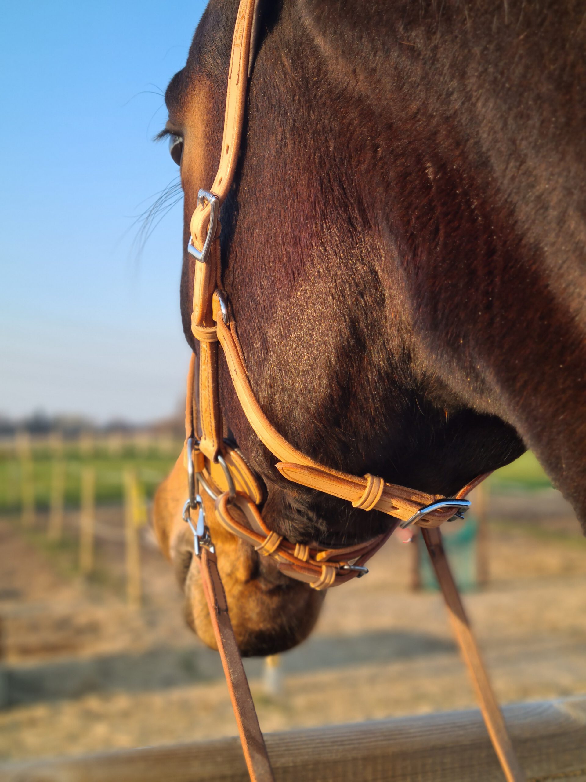 Sidepull Anatomical, Edix© Rose (shettis upp till X-Full!) cognac - 9