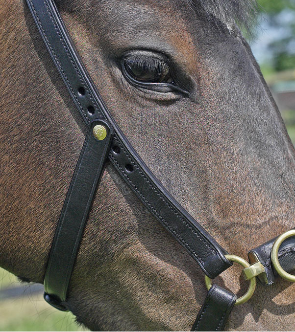 Cavesson PRO with bit attachments, pony - 3