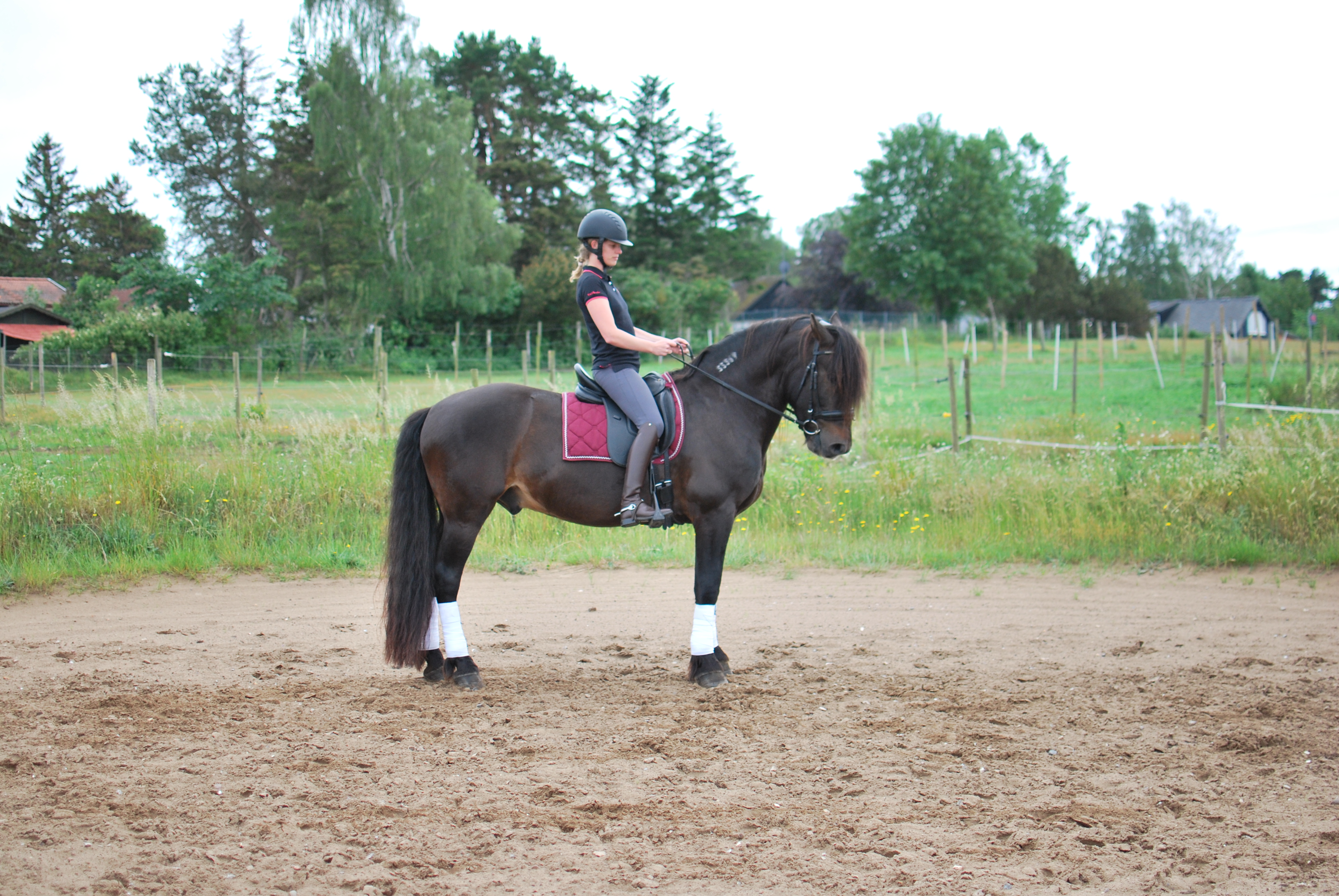 Opux® Dressage II - 9
