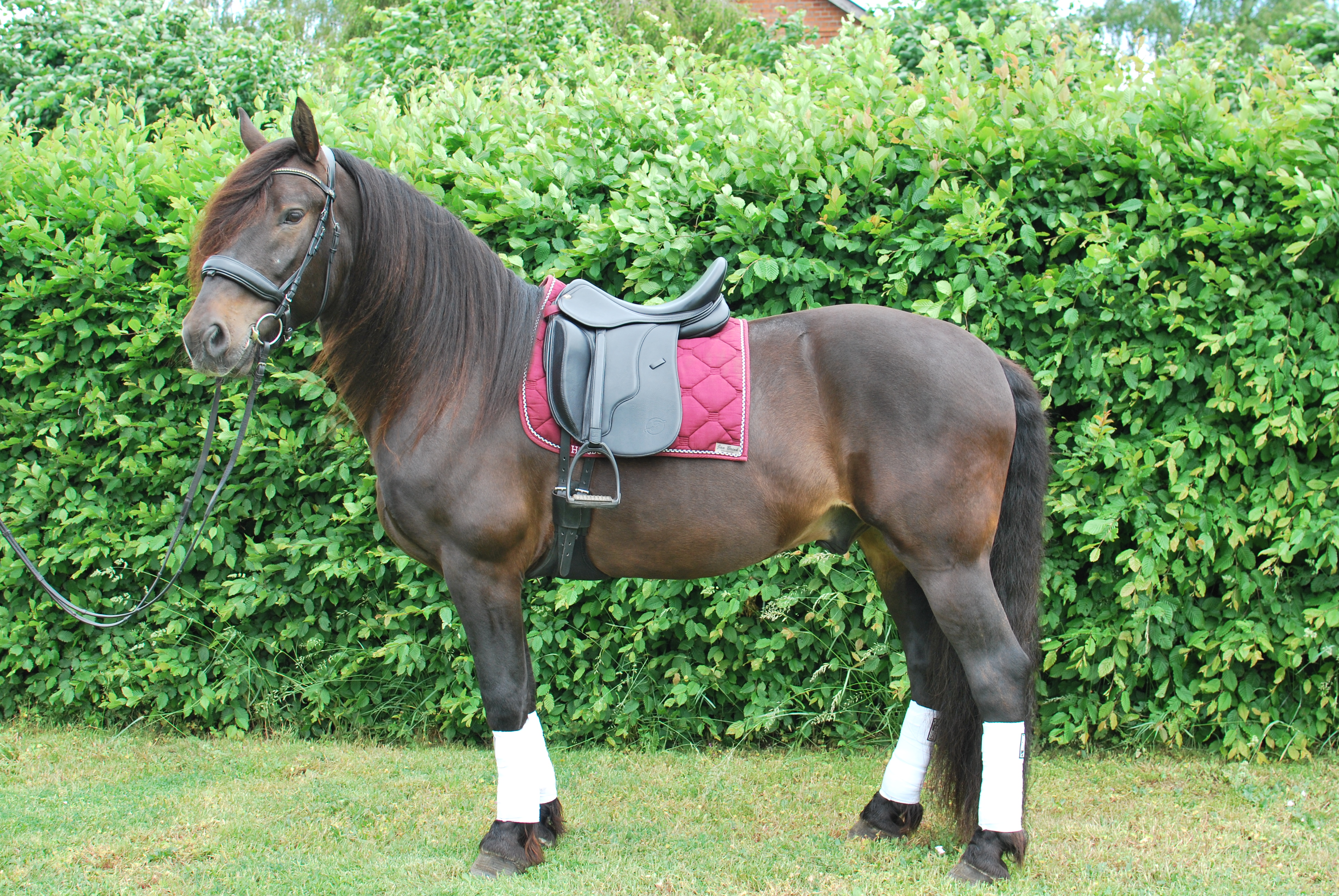 Opux® Dressage II - 6