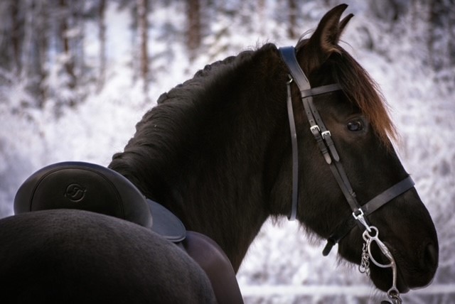 Opux® Dressage II - 16