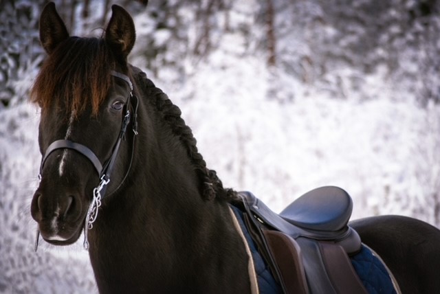 Opux® Dressage II - 17