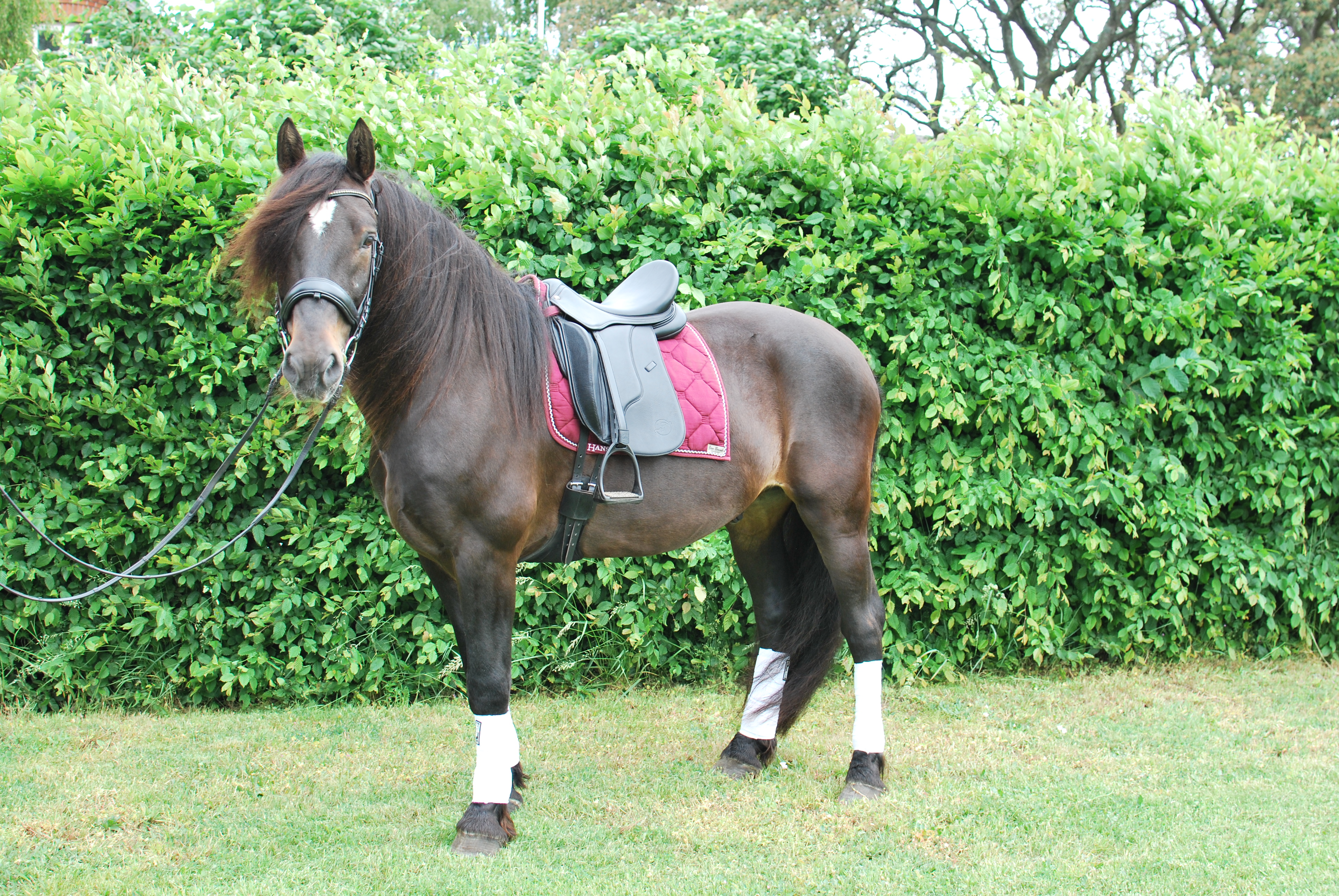 Opux® Dressage II - 7