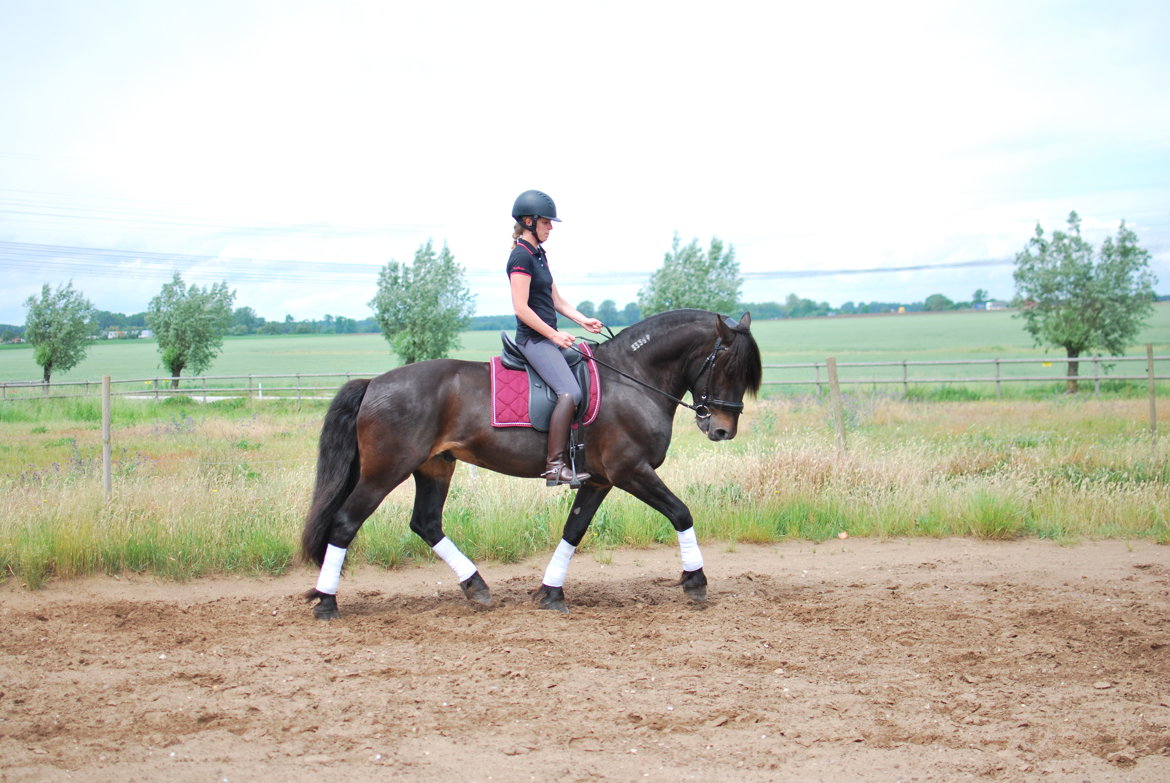 Opux® Dressage II - 5