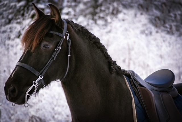 Opux® Dressage II - 18