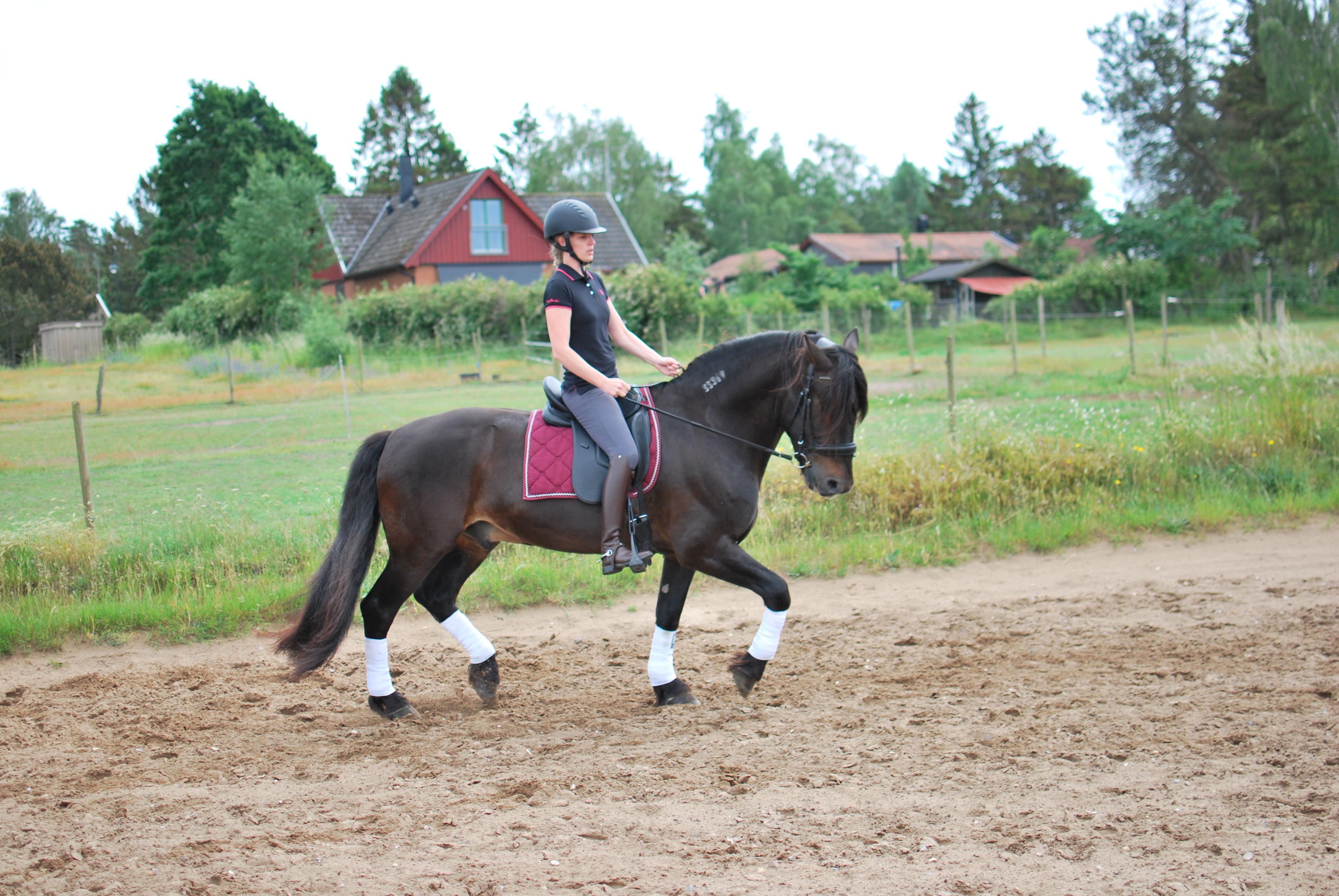 Opux® Dressage II - 11