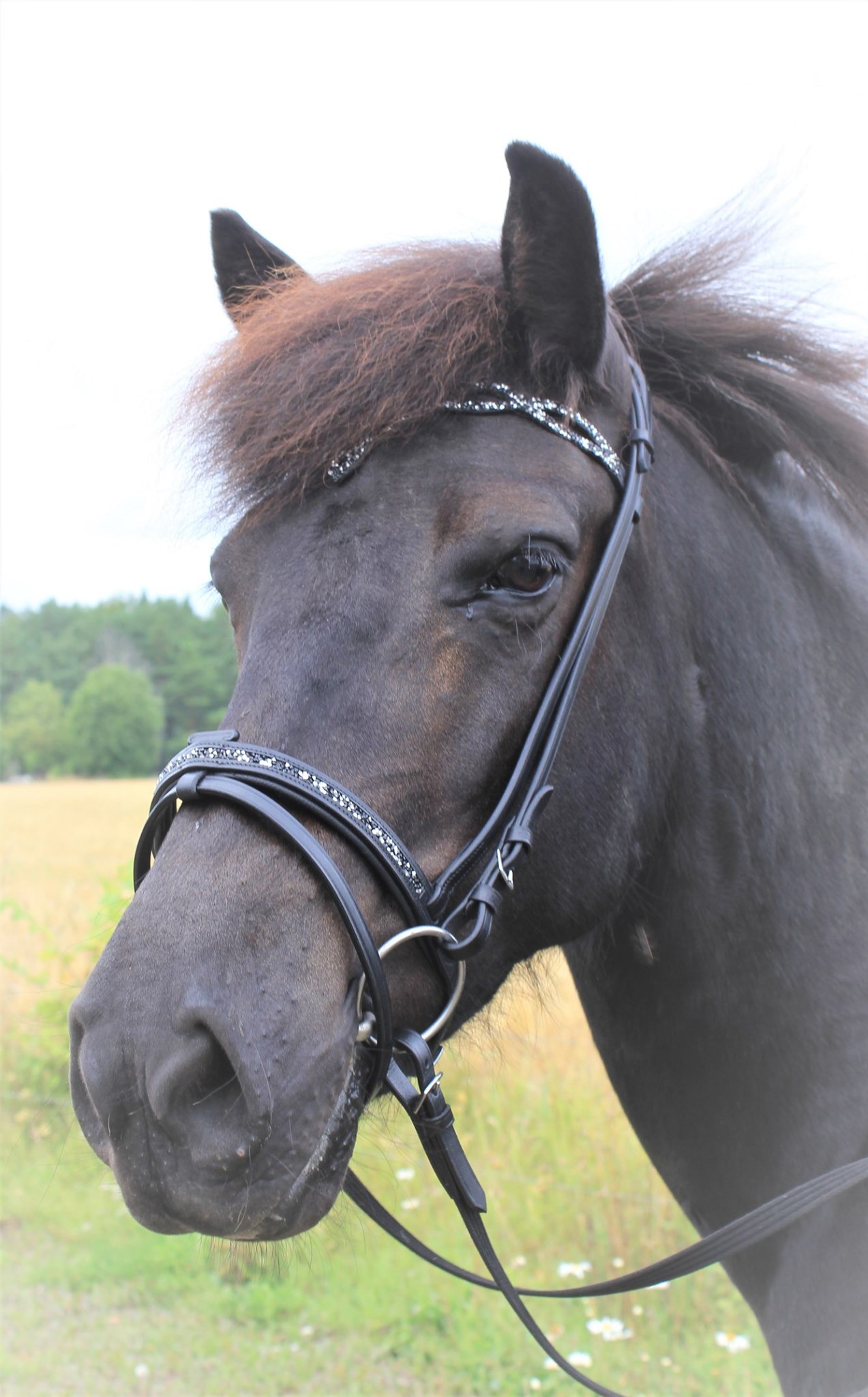 Icelandic bridle QHP Frosti Celtic (incl. reins) - 3