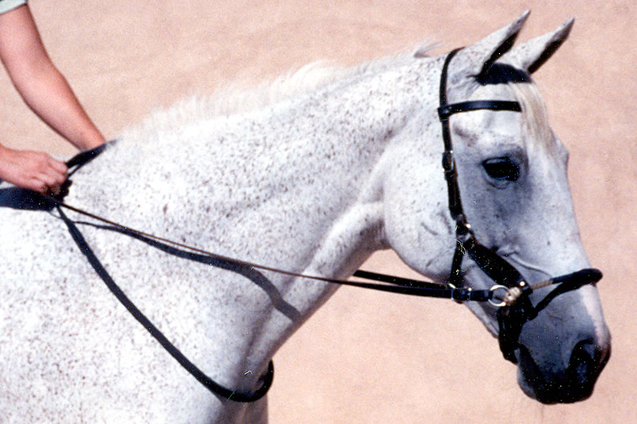 Linda Tellington-Jones Balance Rein - 3