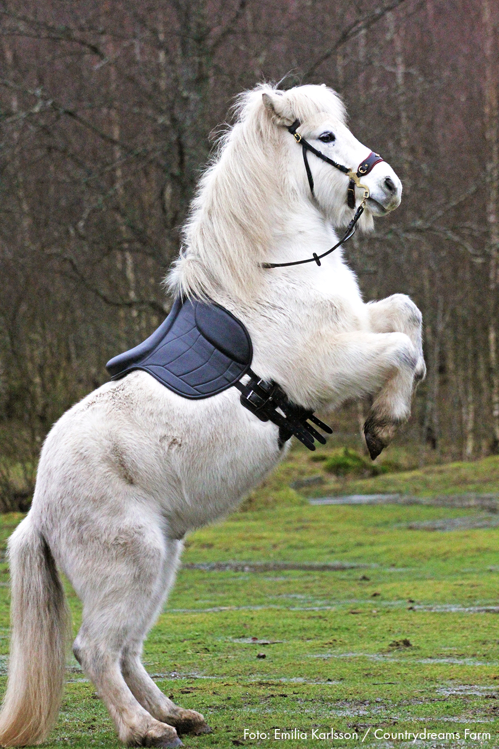 Taur Pad Supreme II (barbackasadel / ridpad med ryggradsfrihet)  - Spider Edition - 13