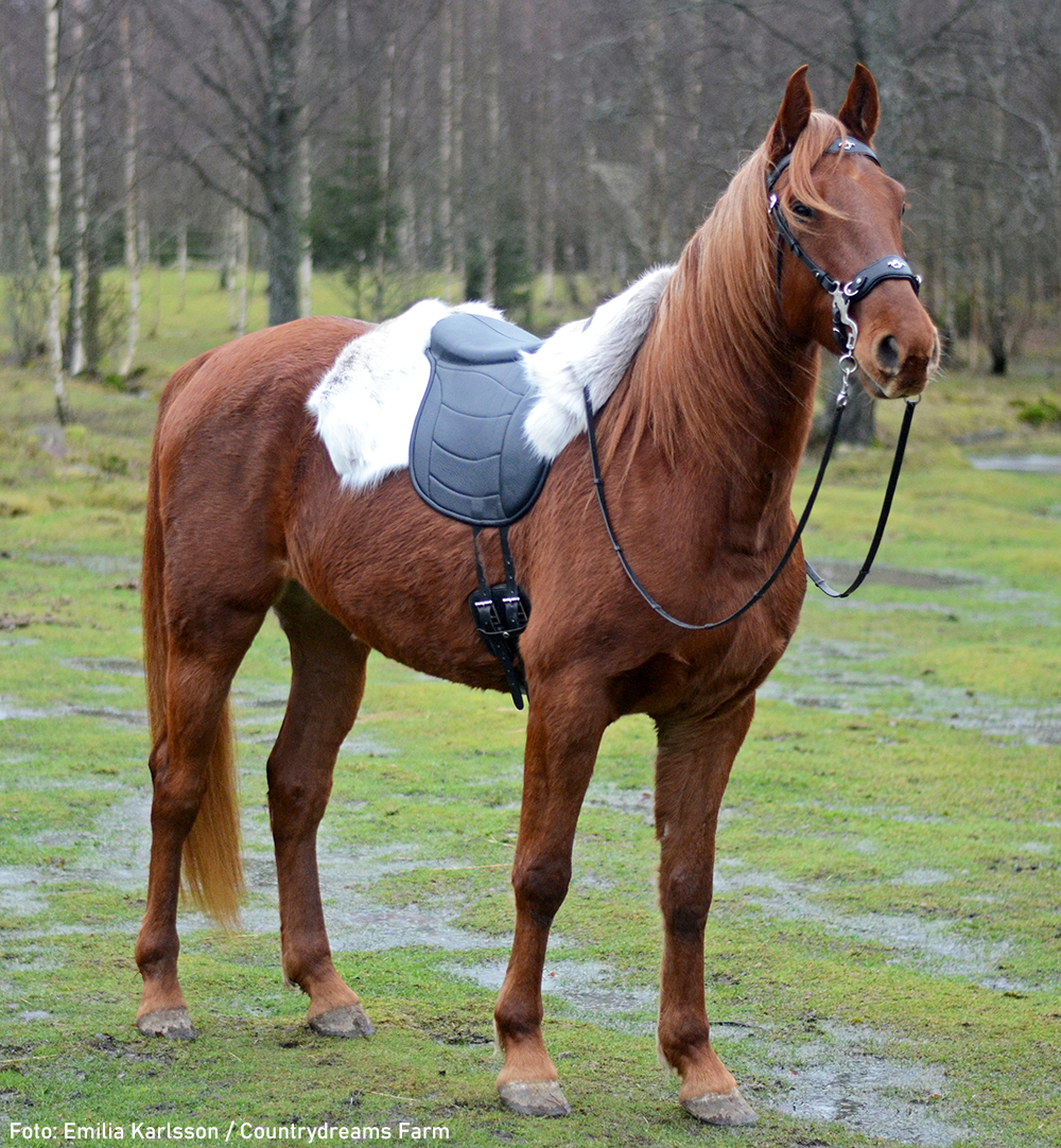 Taur Pad Supreme II (barbackasadel / ridpad med ryggradsfrihet)  - Spider Edition - 6
