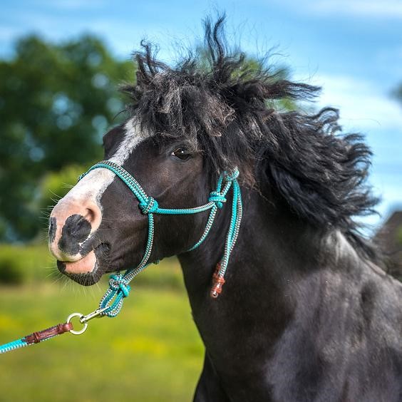 Rope halter Globus Basic turquoise/tan (pony up to X-Full)  - 5