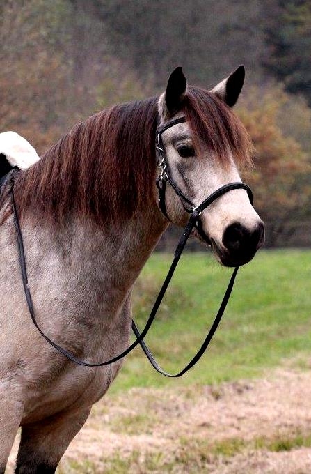 Barefoot® Contour Trail bridle - 6