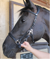 Barefoot® Contour Trail bridle - 4
