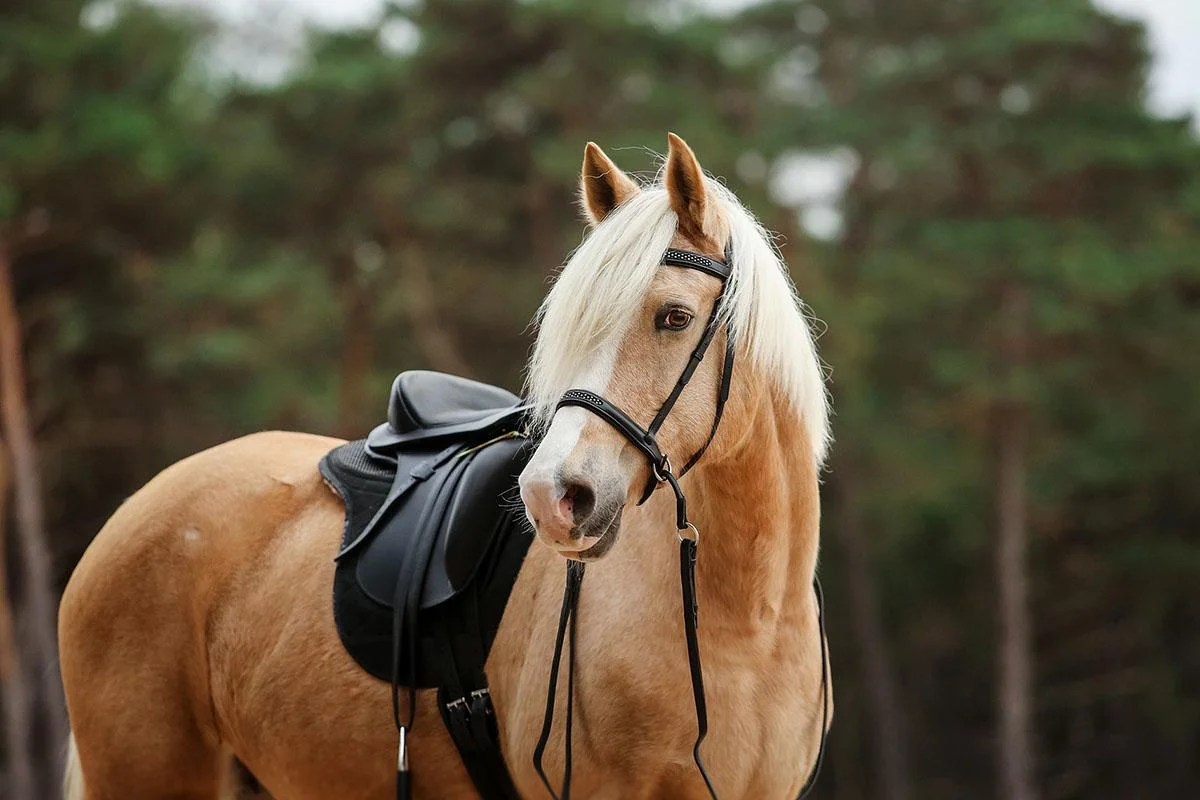  Barefoot® Merlyn - dressage saddle  - 10
