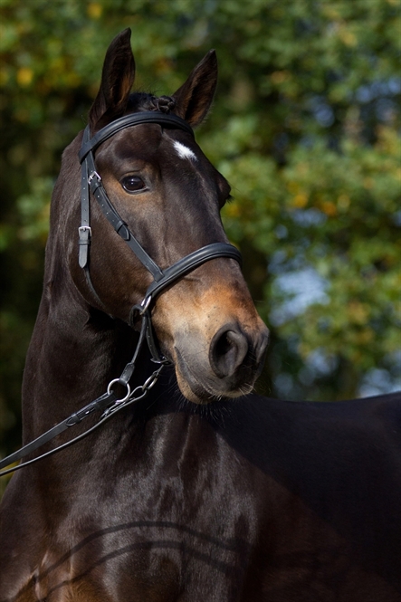 Barefoot Bitless Bridle Walnut, black - 3