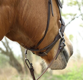 Barefoot® Bitless Bridle Walnut, svart